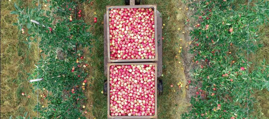 Lalgoritmo italiano che predice la grandezza della frutta