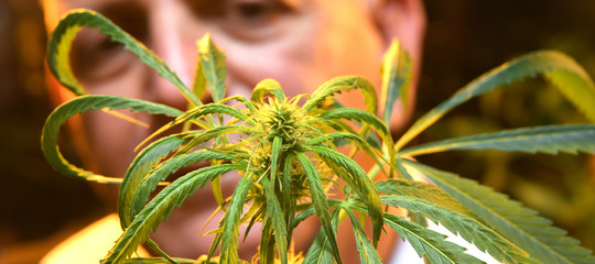 Come potrebbe cambiare la legge sulle droghe