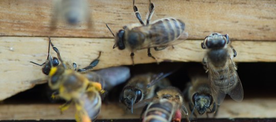 Un gruppo di fisici italiani ha trovato il modo di sconfiggere lacaro killer delle api