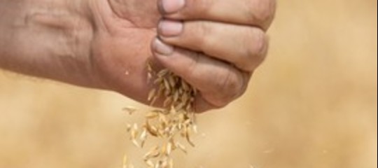 Il reddito di contadinanza per dare vita a una nuova leva di agricoltori