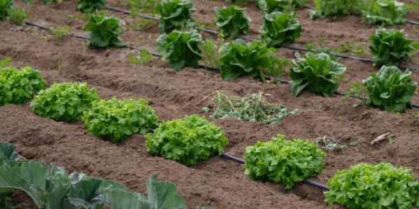 Guida all’irrigazione a goccia e al caos dei giardini britannici Lirrigazione-a-goccia-1